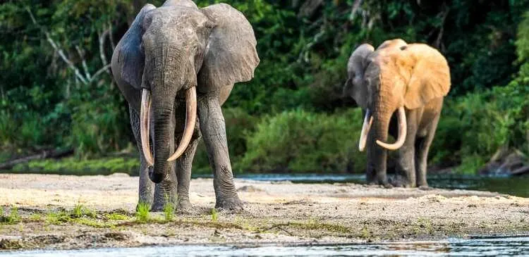 10-day safari Mikeno focus across Garamba National Park On Dr Congo Safari Tours