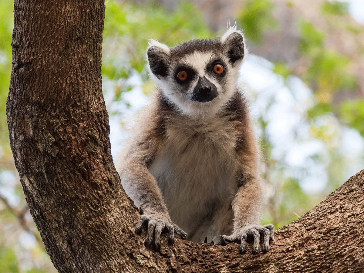 7-day Nosy Be trip On Madagascar Safari Tours Guided time in Andasibe-Mantadia