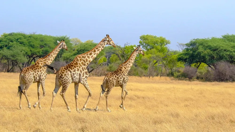 10-day Bulawayo price On Zimbabwe Safaris and Guided time in Hwange National Park