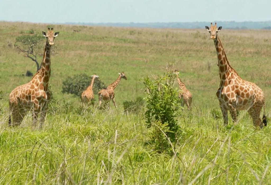 8-day wildlife safari DR Congo focus across Garamba National Park