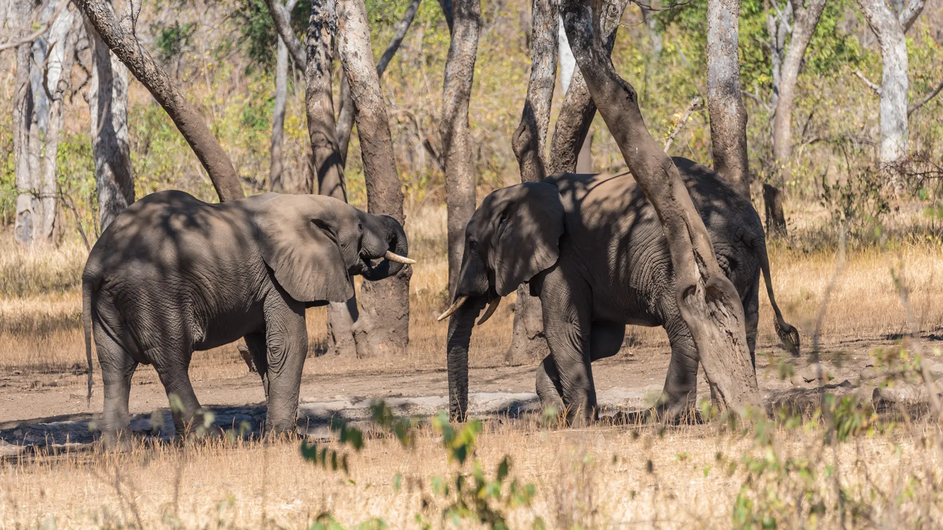 7-day elephant safari Nyika Plateau Malawi Safaris in Majete Wildlife Reserve