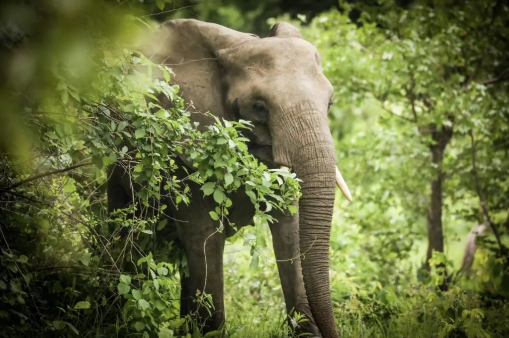 8-day game drive Nkhotakota Malawi Safaris in Nyika National Park