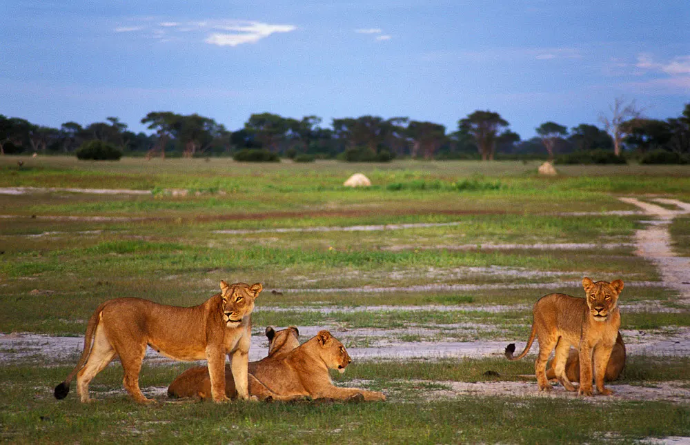 8-day Zimbabwe Hwange safaris focus across Matobo Hills