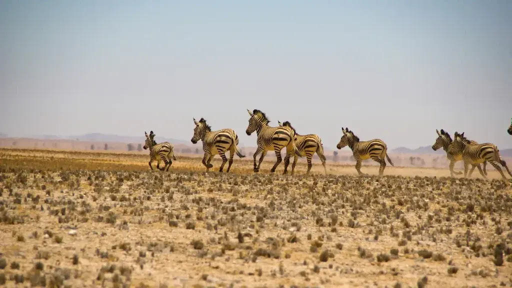 9-day Bwabwata from usa focus in Etosha National Park On Tour Safari Namibia