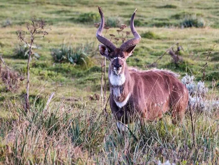 8-day Ethiopia Safaris Bale Mountains holiday in Omo Valley