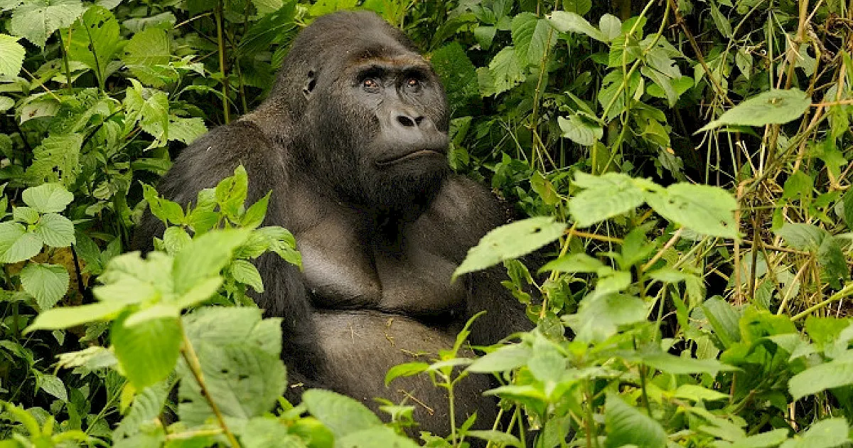 7-day Mount Nyiragongo from uk focus across  Virunga National Park On Best Dr Congo Safari