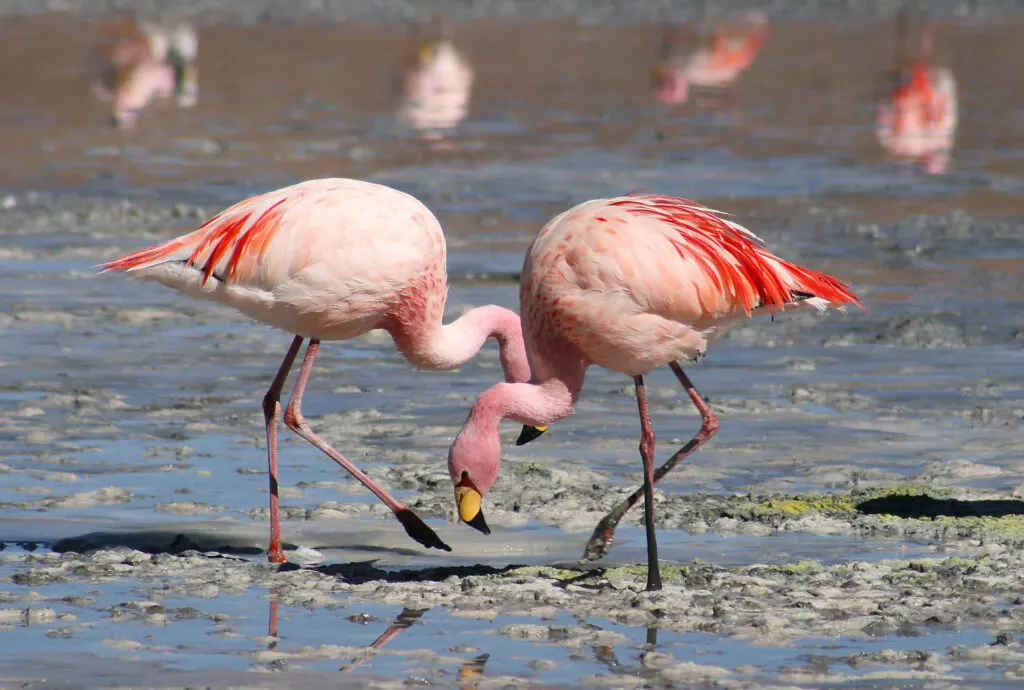 10-day birding Tour Casablanca Morocco in Atlas Mountains