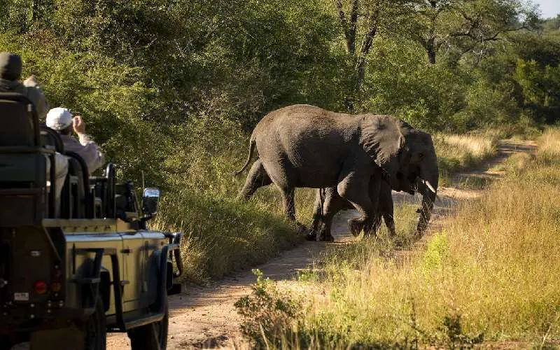 7-day night drive in South Africa Safaris focus across Pilanesberg National Park