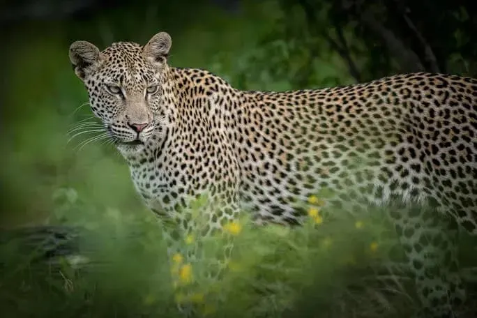 6-day Bukavu leopard safari focus across Kahuzi-Biega National Park On Dr Congo Safari