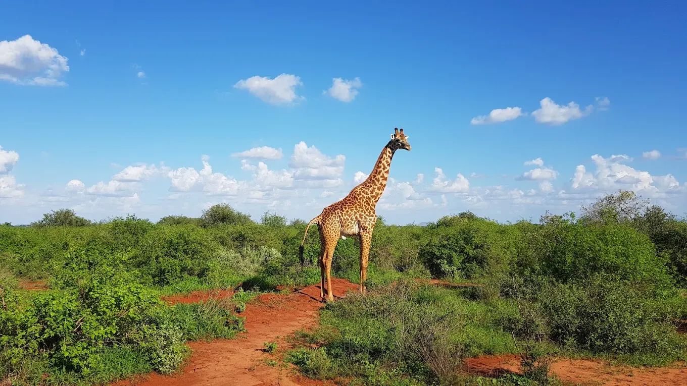 7-day Malindi Safari trips focus across Kenya Safari Package 