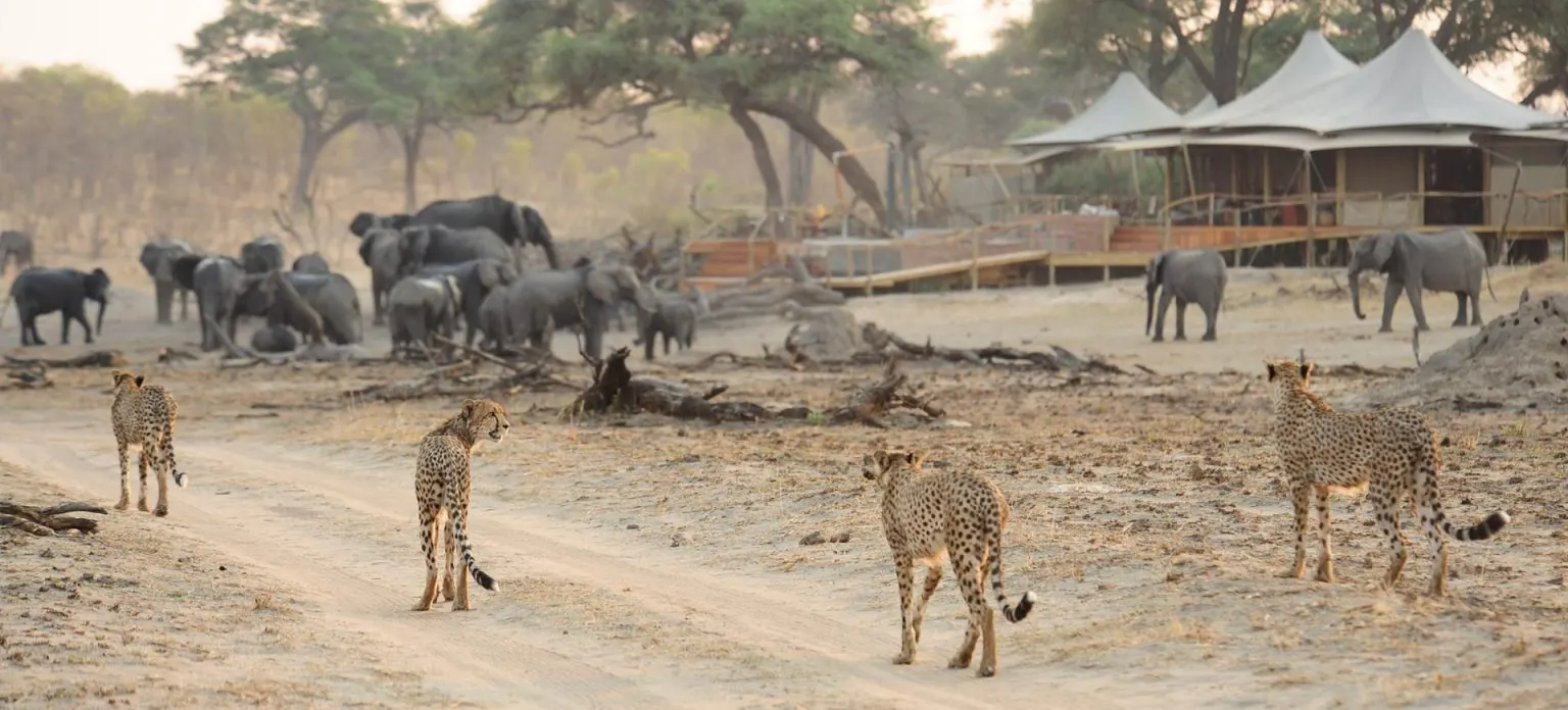 9-day Zambezi National Park prices focus across Mana Pools National Park Zimbabwe Safaris