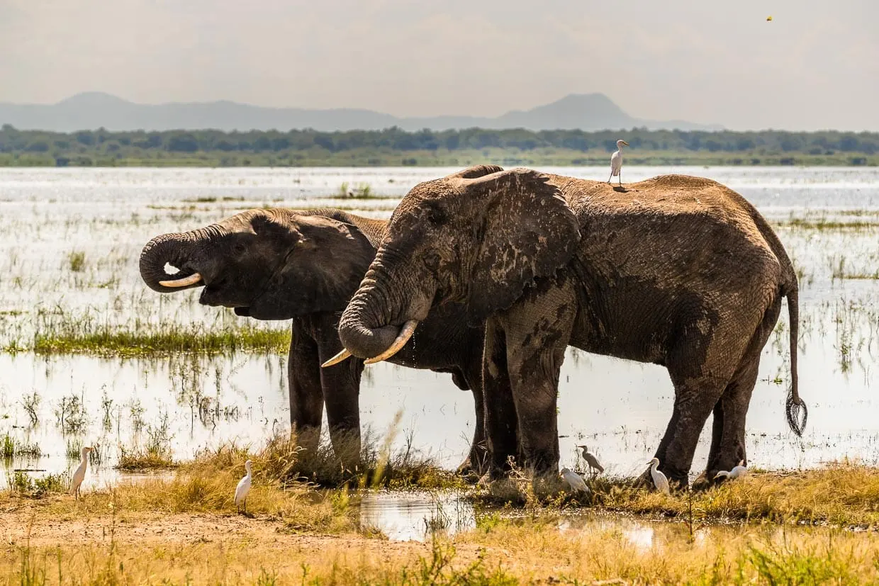 8-day Nkhotakota night drive focus across  Majete Wildlife Reserve on Malawai Safari Tour