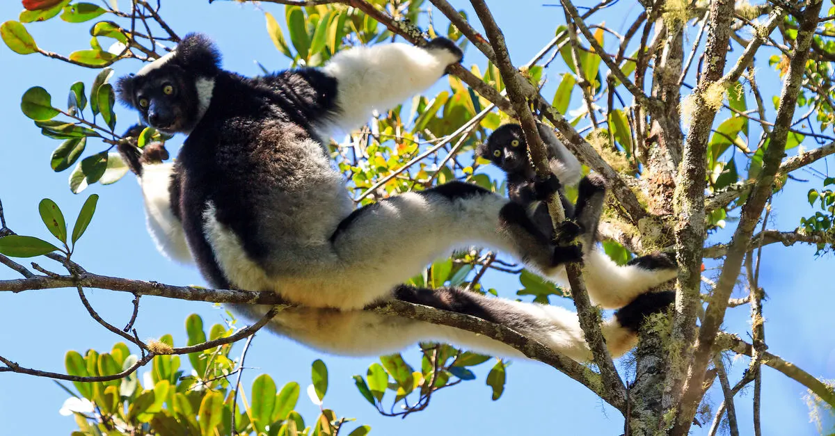 7-day Morondava safari focus across Madagascar Guided time in Avenue of the Baobabs