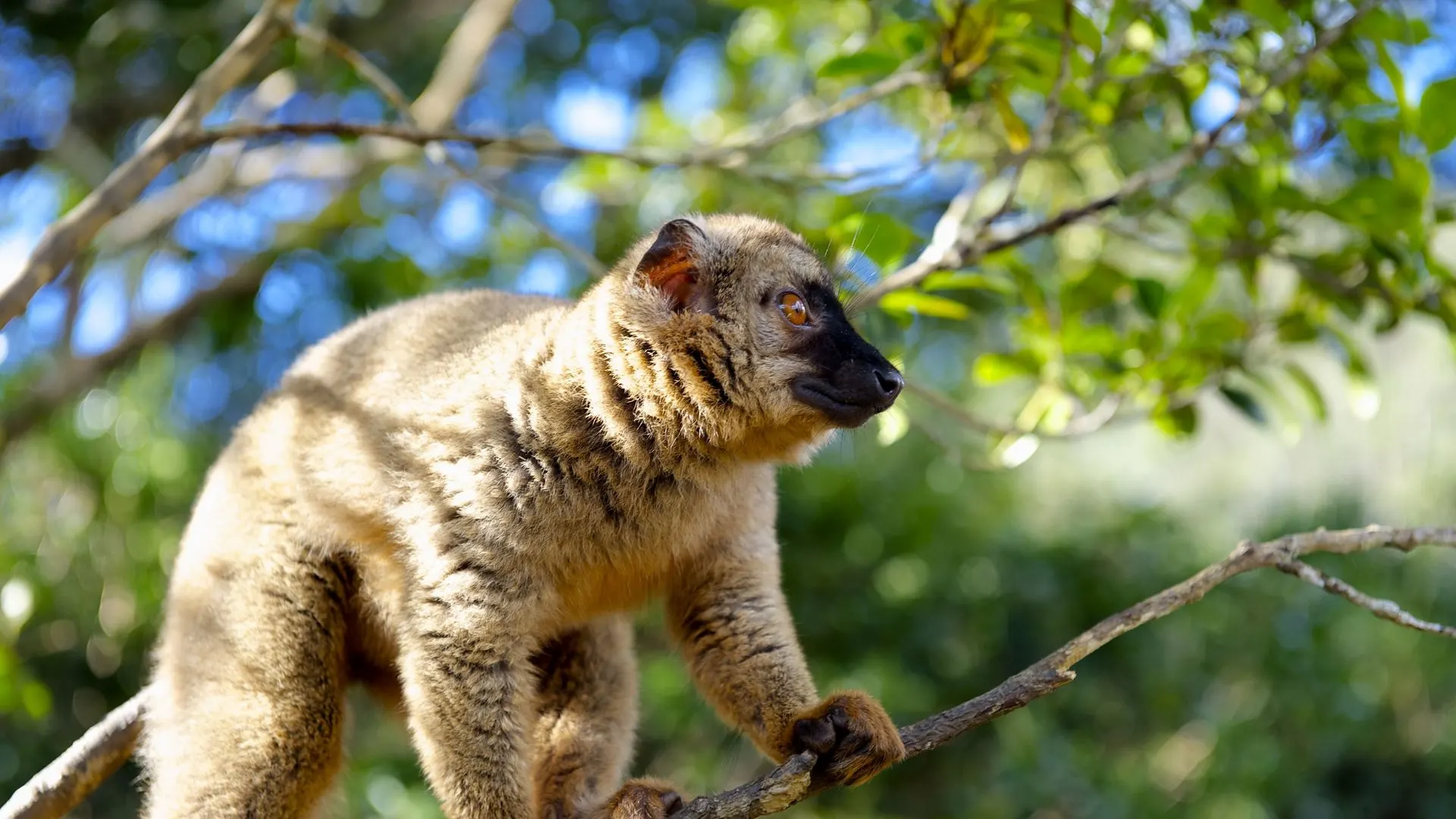 8-day Nosy Be Madagascar Safari Tours focus across Andasibe-Mantadia