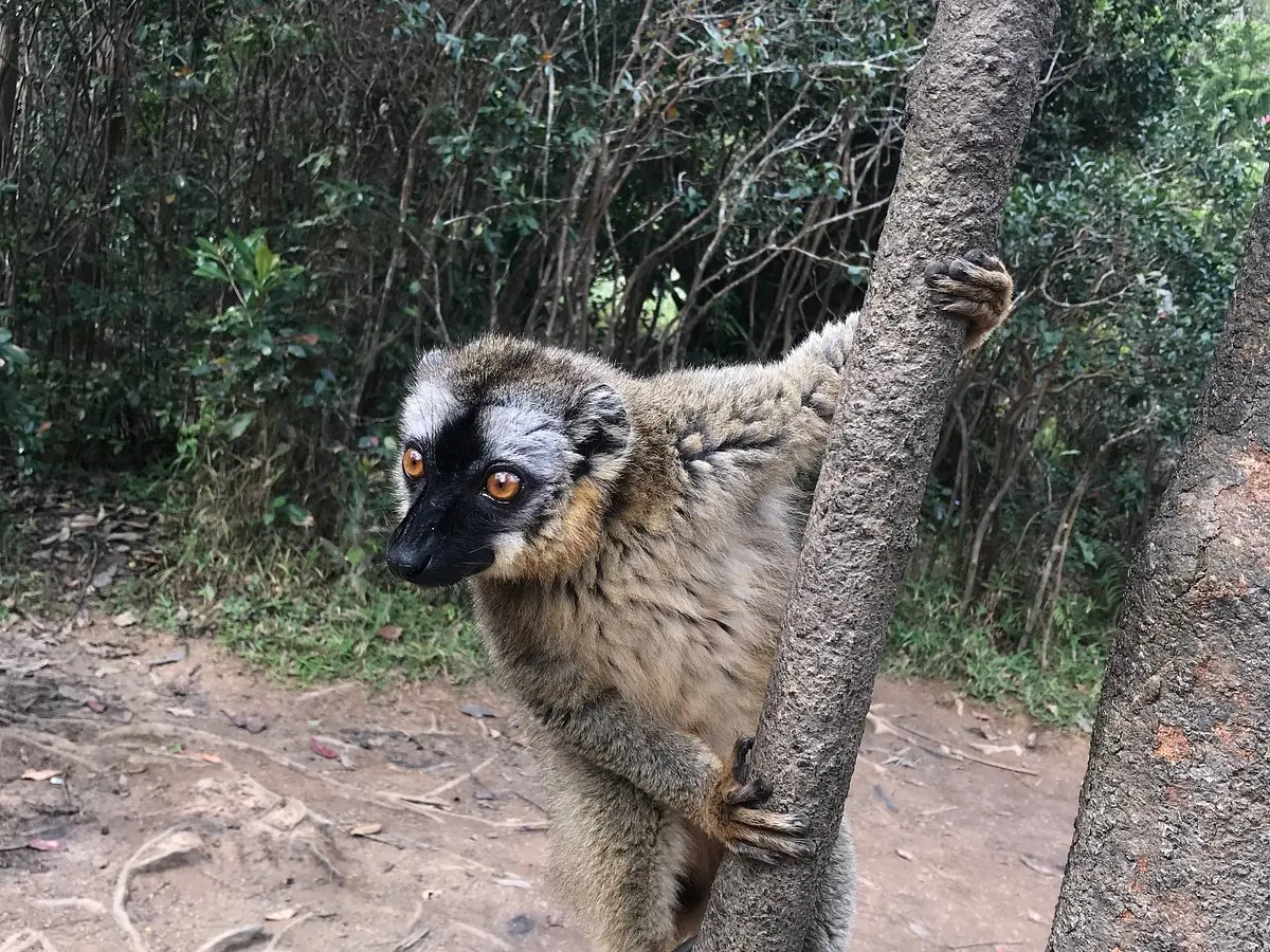 7-day Nosy Be itineraries Tour Package On Best of Madagascar Tours  