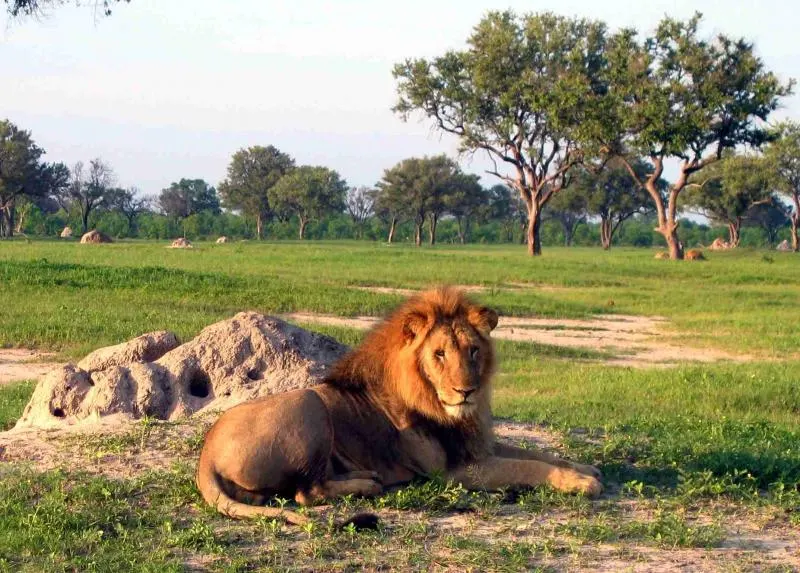 9-day game drive Zambezi National Park Zimbabwe Safaris focus across Hwange National Park