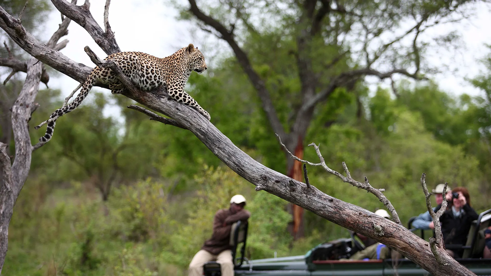 7-day leopard safari South Africa focus across Table Mountain National Park