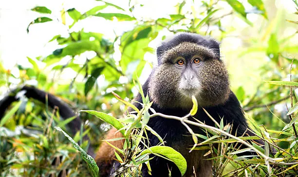 7-day DR Congo Safari Mount Nyiragongo holidays focus across Virunga National Park 