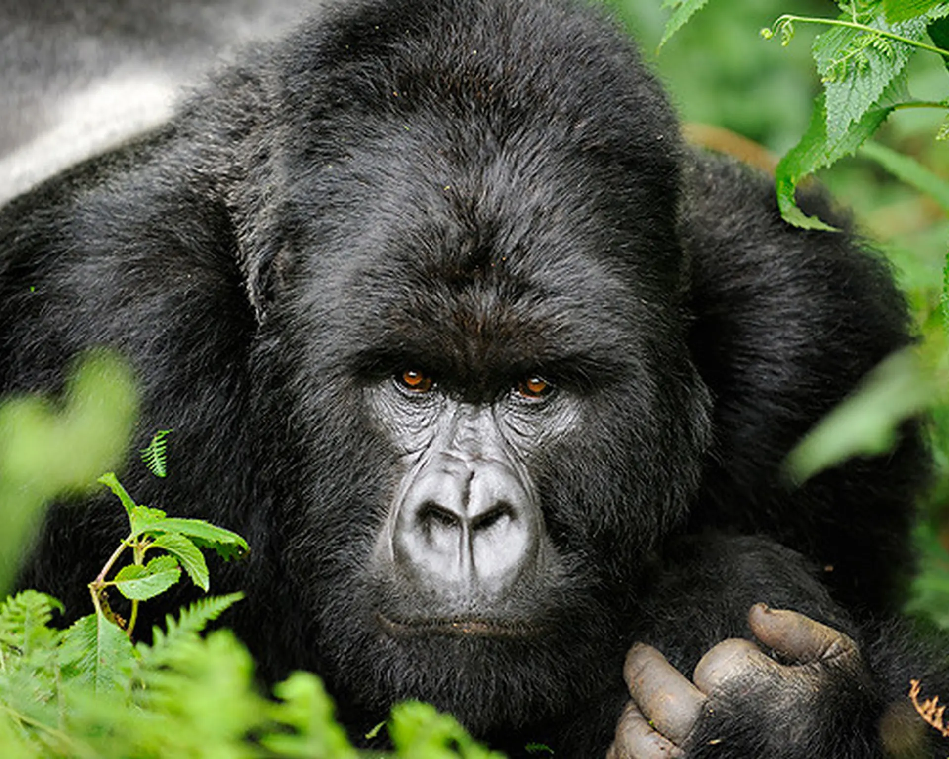 8 Day Uganda Rwanda Safari Tour in Lake Kivu National Park