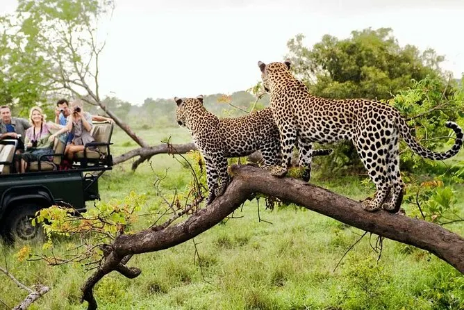 8-day small group South Africa wildlife safari focus across Pilanesberg National Park