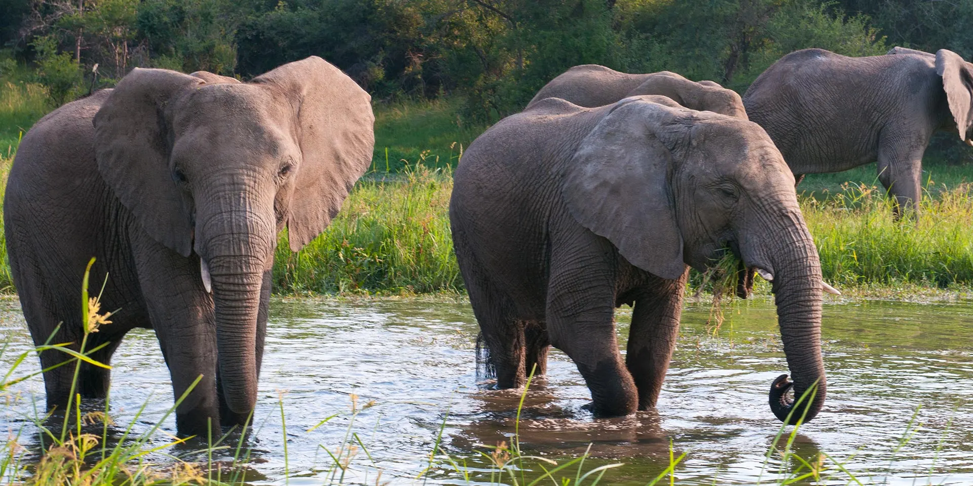 9-day Zimbabwe Zambezi National Park Safaris from usa focus across Hwange National Park