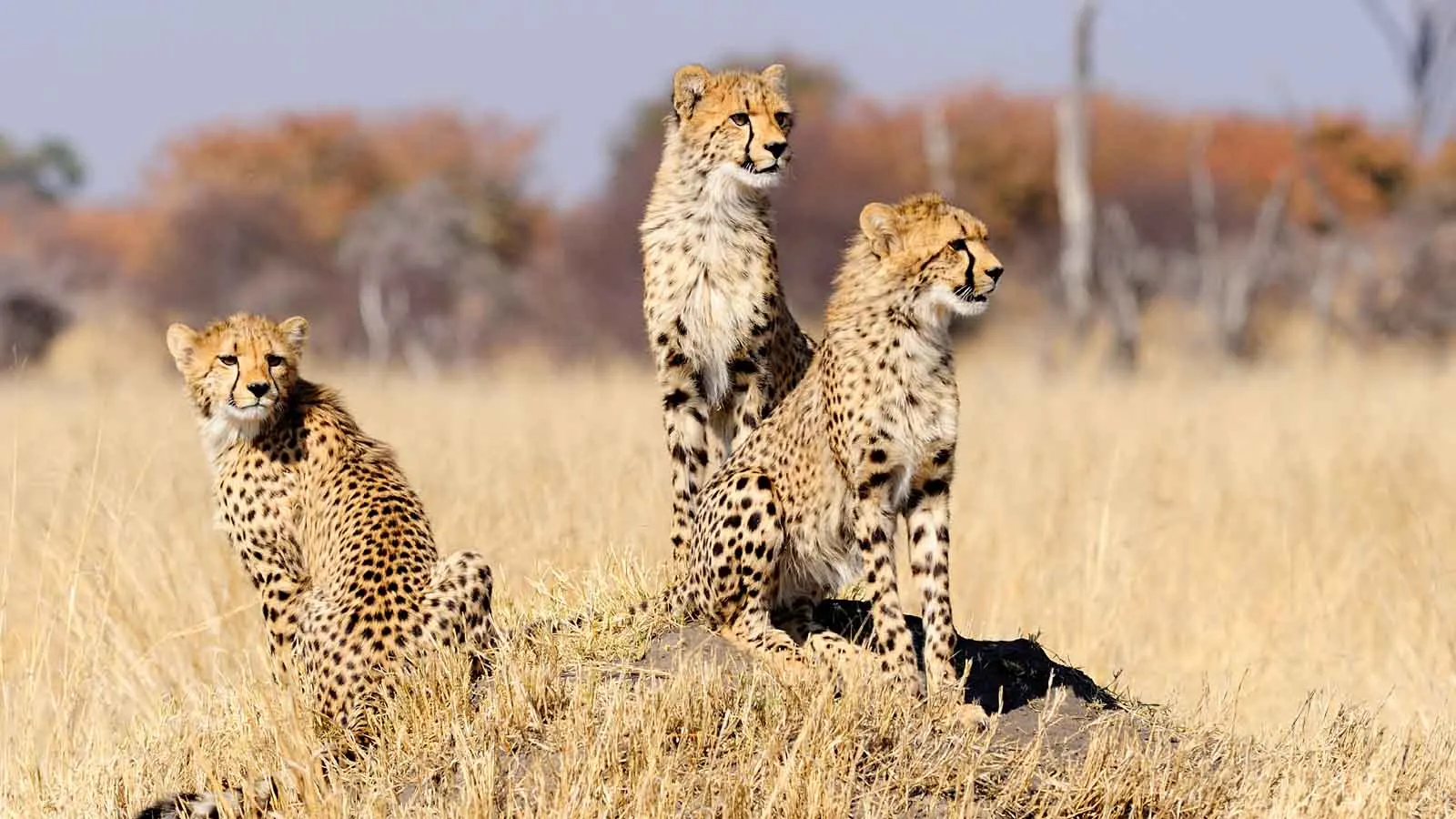 8-day Matusadona leopard safari  Best Zimbabwe Safari  