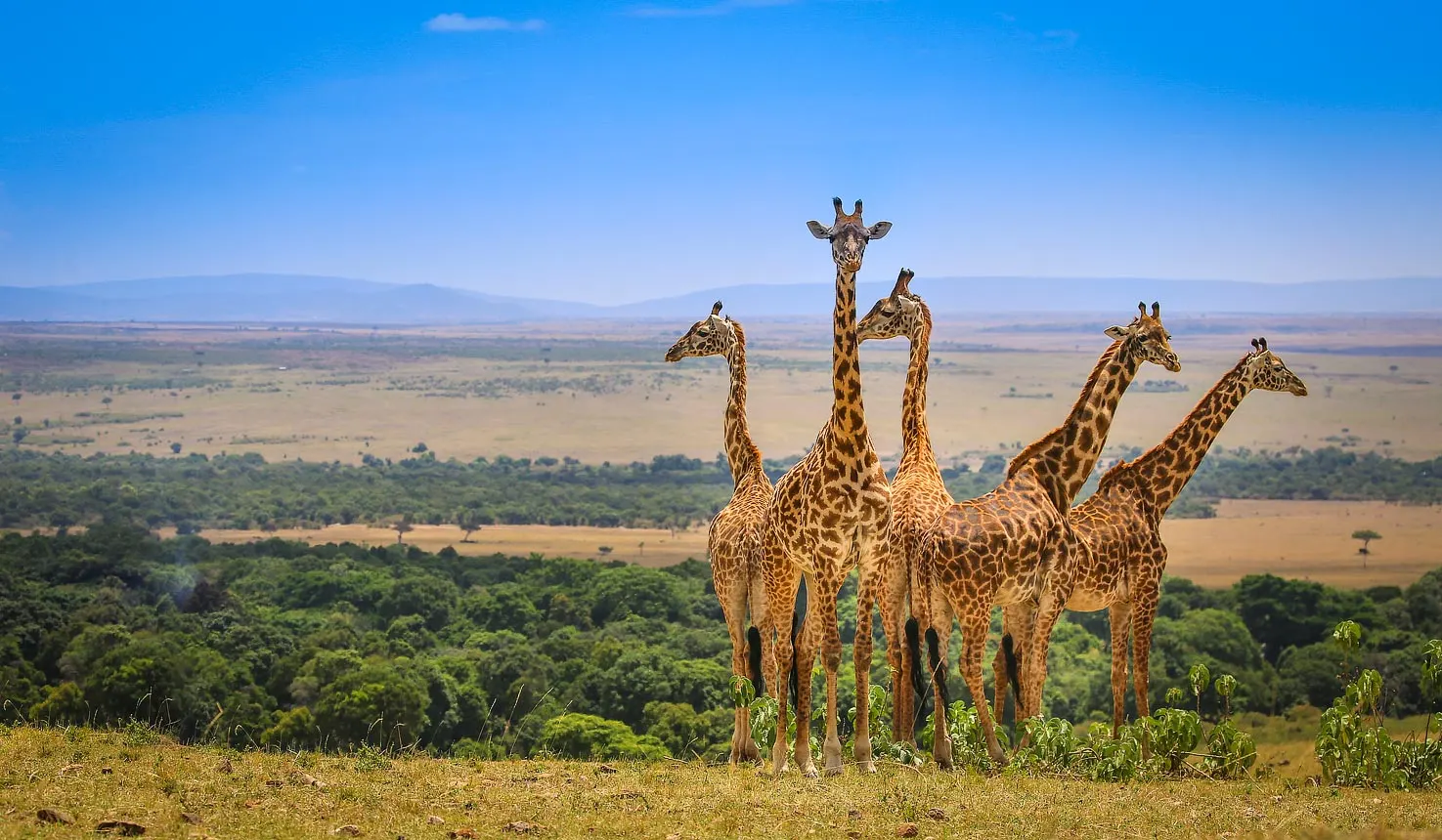 Kenya Wildlife Safaris safari category