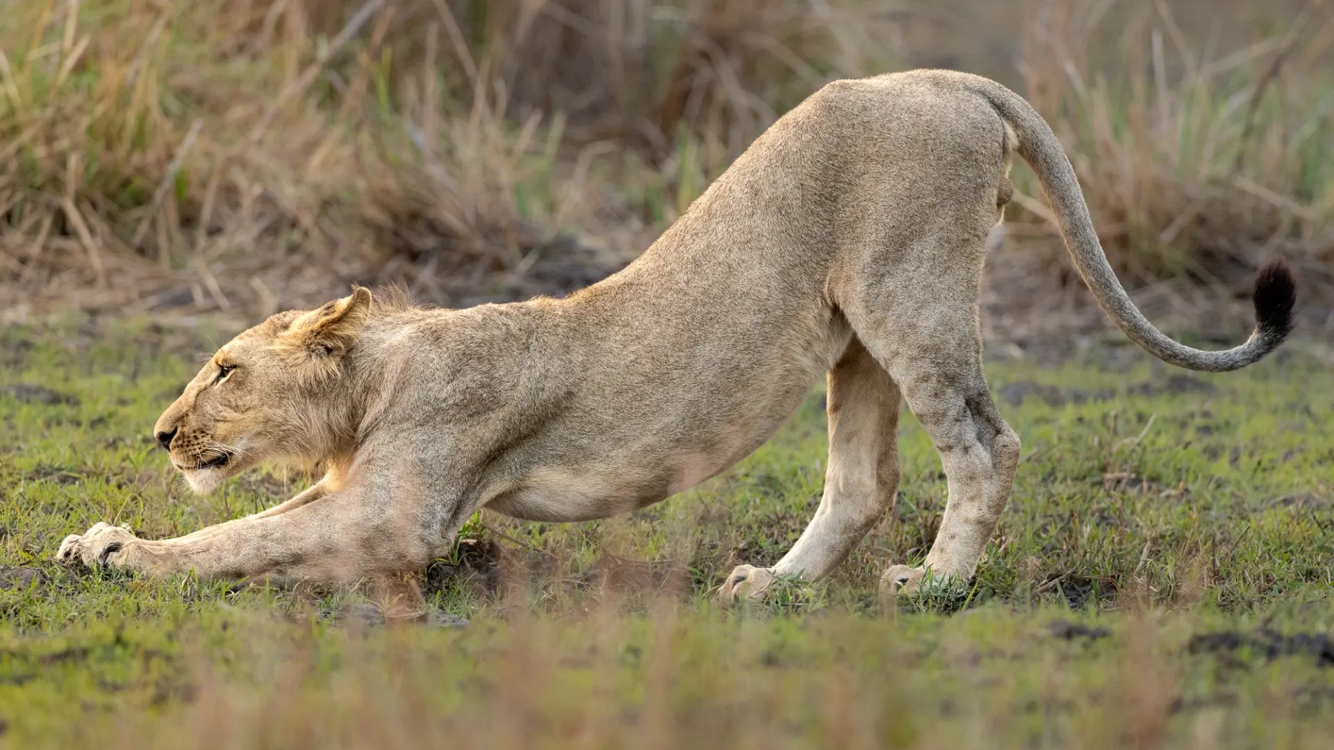 10-day game drive Ibo Island Mozambique Safari Tour in Gorongosa National Park