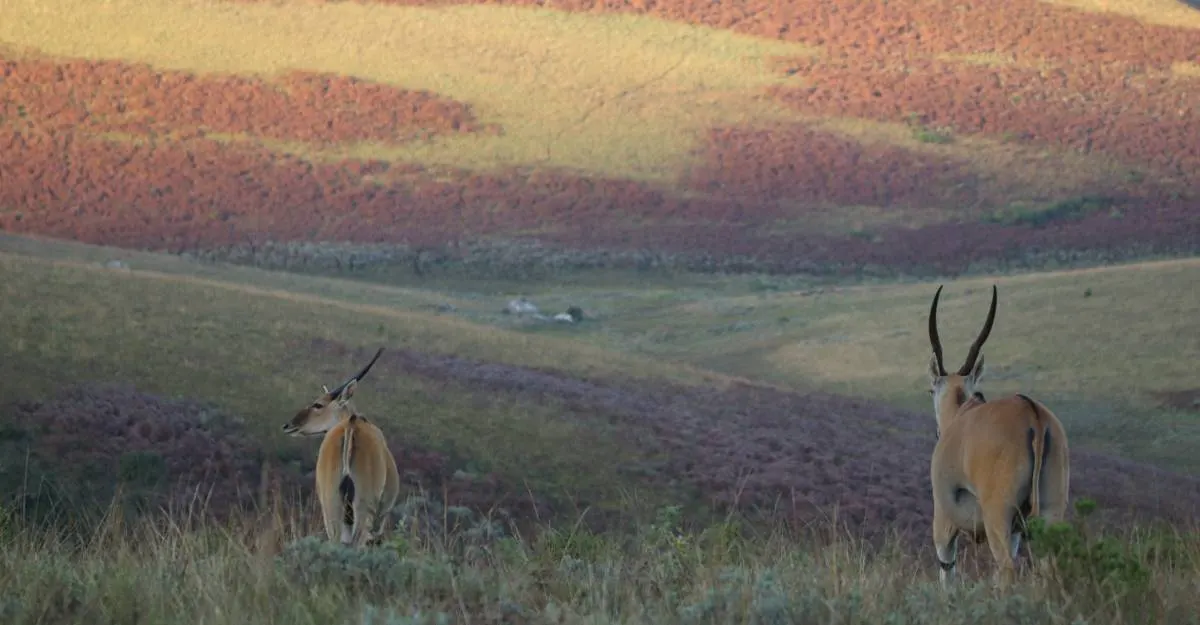 7-day boat safari Nyika Plateau Malawi Safaris in Lake Malawi