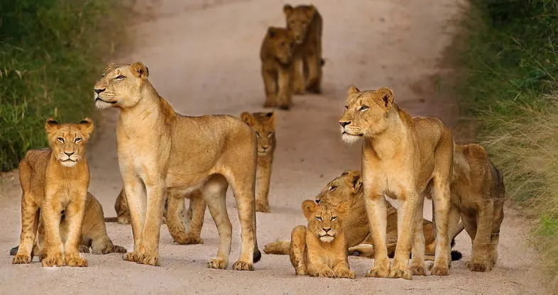 9-day South Africa Safari Sabi Sand from uk focus across  Table Mountain National Park