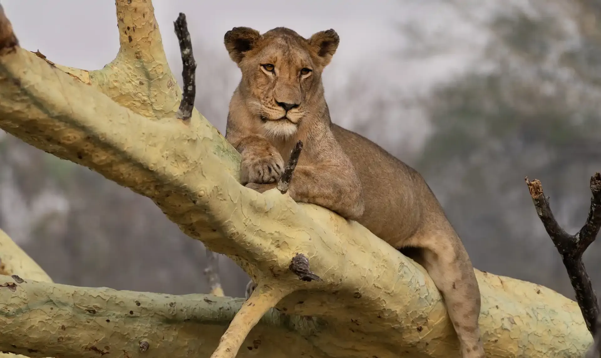 10-day leopard safari Ibo Island Mozambique in Quirimbas National Park