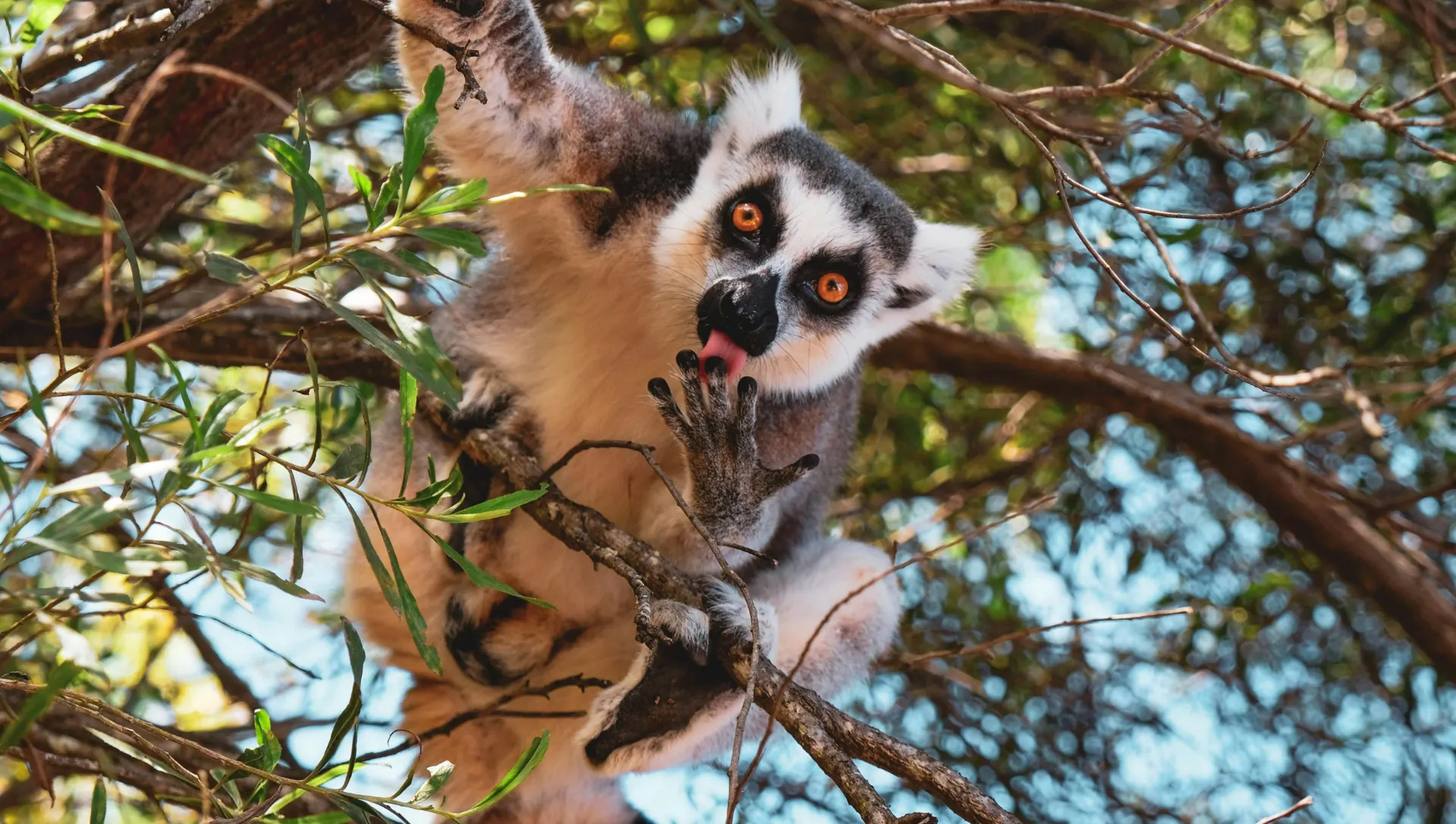 8-day Nosy Be from uk focus across Madagascar Safaris 