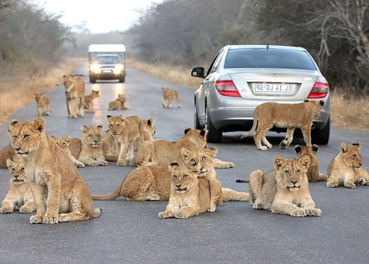 8-day Kruger National Park holidays focus across in Kruger National Park On Tour Safari South Africa