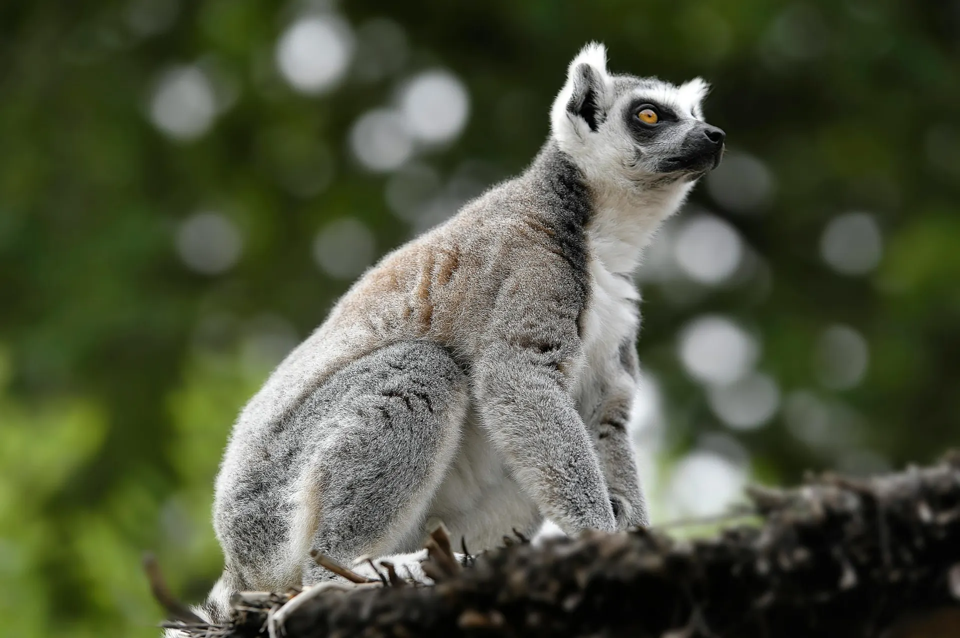 6-day Morondava trip On Luxury Madagascar Safari Tours in Ranomafana National Park
