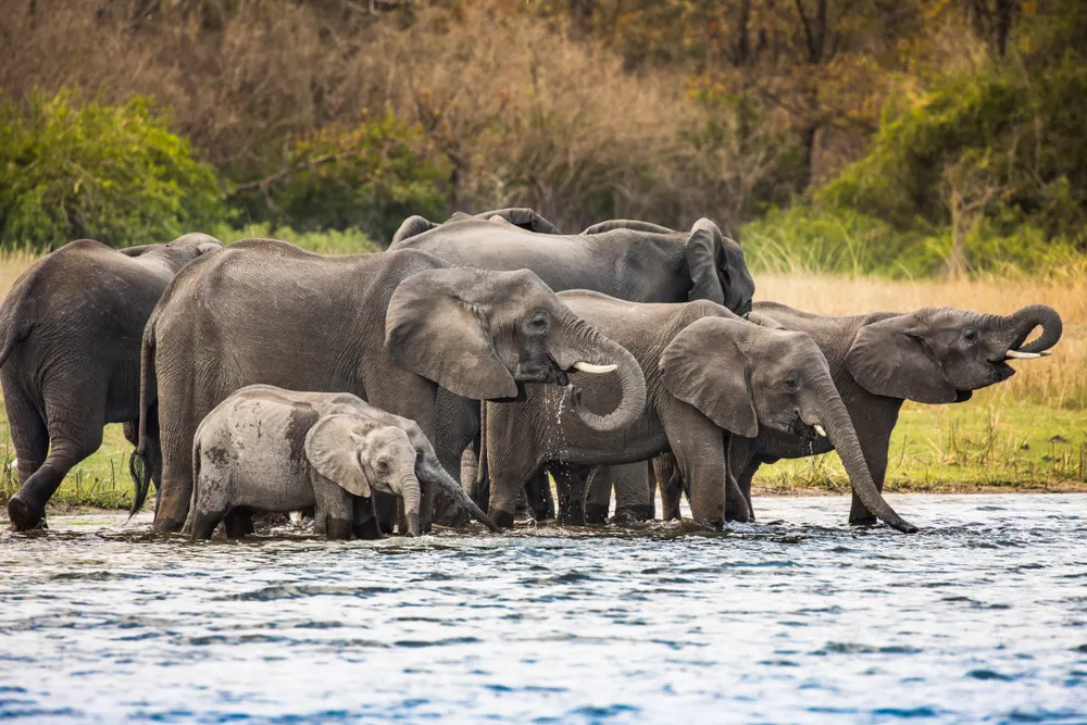 6-day Liwonde tour focus across Majete Wildlife Reserve On Tour Safari Malawi