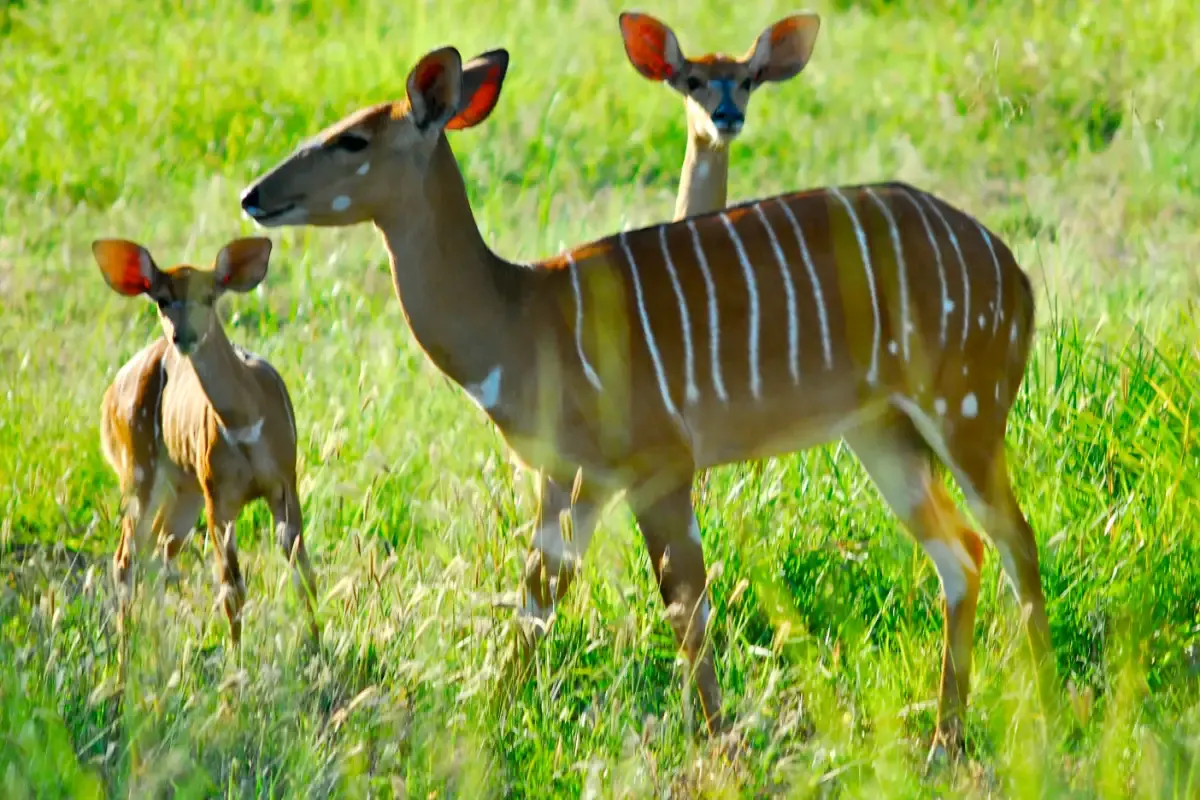 10-day Ibo Island night drive focus across Mozambique Safaris