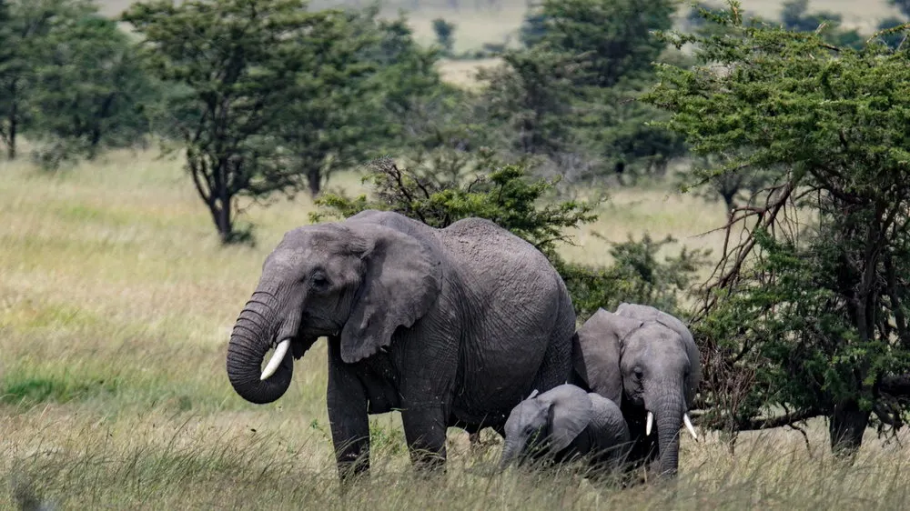 10-day chimpanzee trekking and Nyali Kenya Safari   