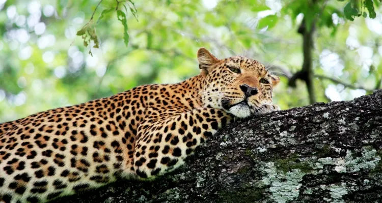 10-day Zambia Safaris Lusaka tour in Kafue National Park