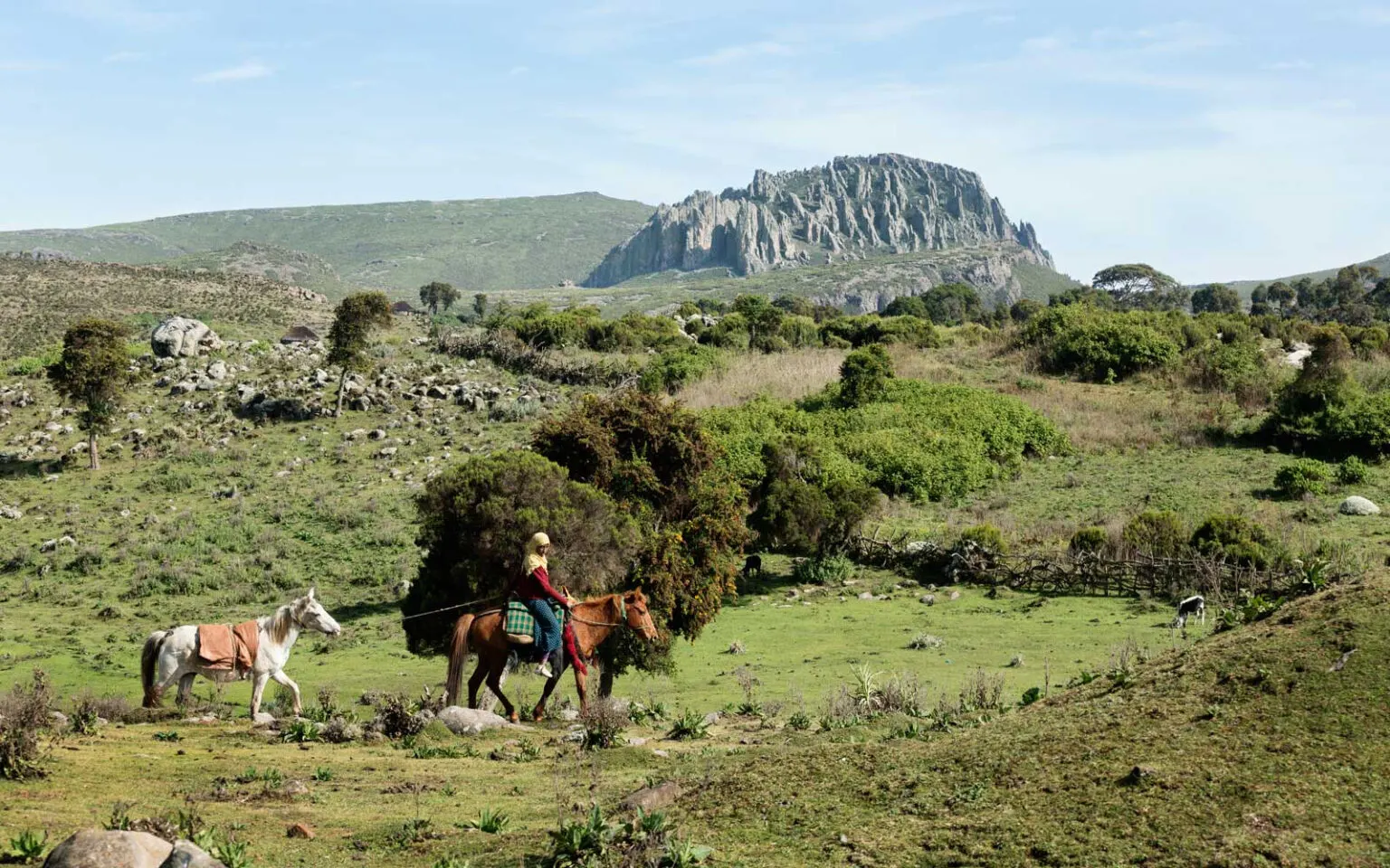 7-day Axum big five safari focus across Ethiopia Guided time in Bale Mountains National Park