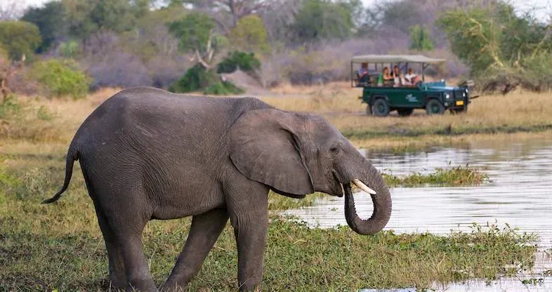 10-day elephant safari Senga Bay Malawi Safaris in Liwonde National Park