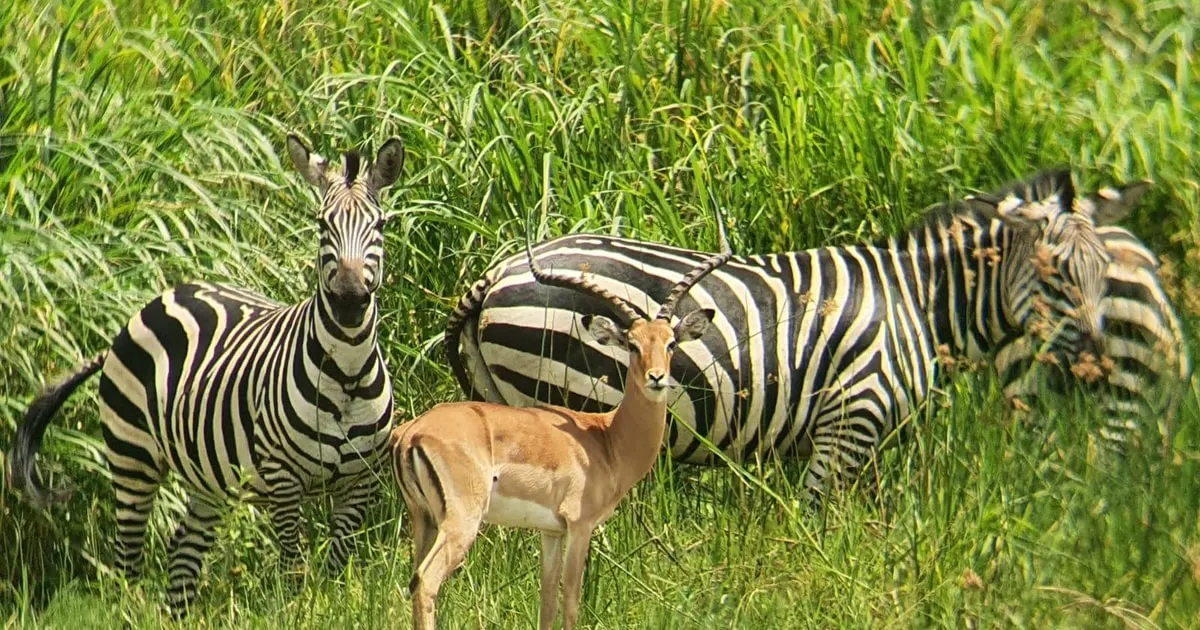 9 Day Wildlife Safari Experience in Uganda