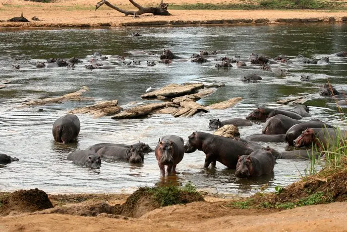 10-day visit Rumangabo Democratic Republic of Congo  Safari focus  Garamba National Park