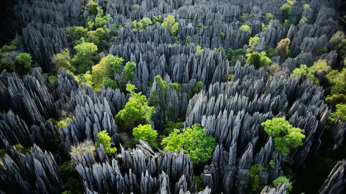 8-day Tsingy de Bemaraha Madagascar Tour packages focus across Avenue of the Baobabs