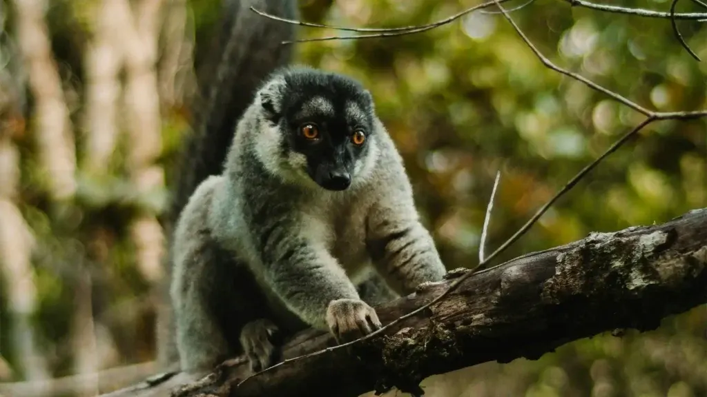 7-day Avenue of the Baobabs safari focus across Madagascar Safari Tour Packages 