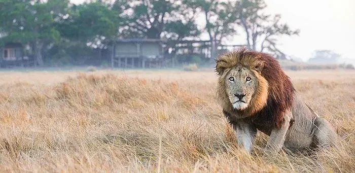 9-day Zambia Safaris Kasanka from usa in South Luangwa National Park