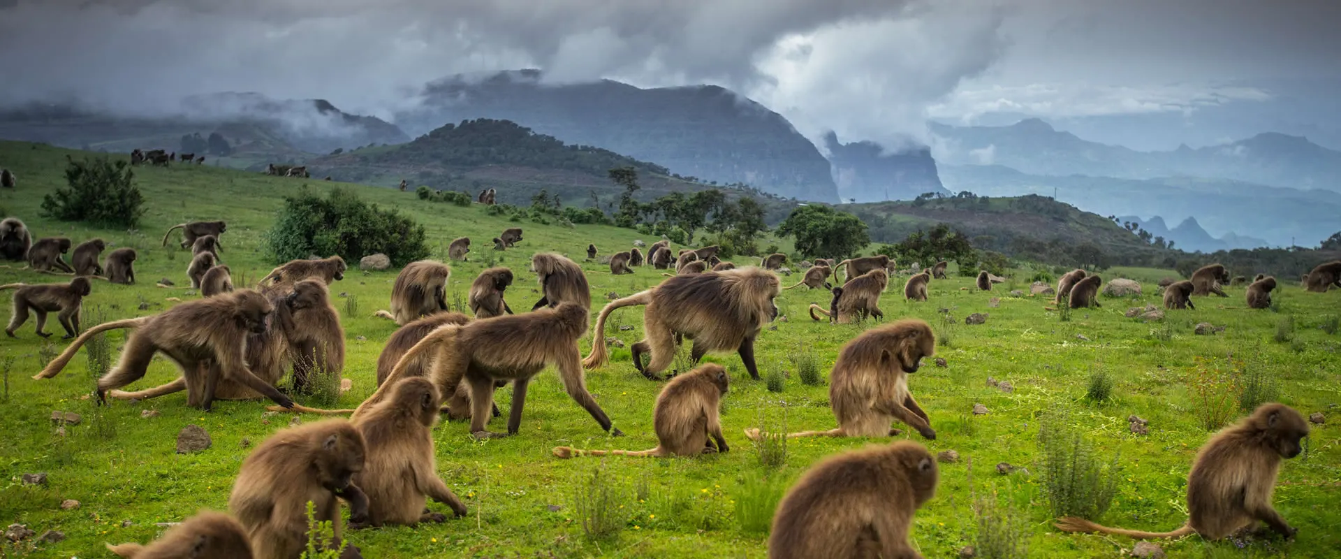 9-day beach and safari Addis Ababa Ethiopia Simien Mountains National Park