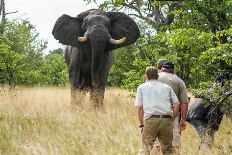 9-day Zambezi National Park package on Safari  Zimbabwe and Guided time in Hwange National Park