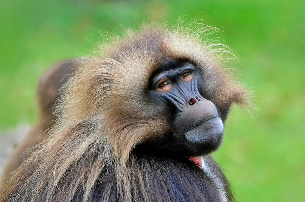 8-day Bale Mountains tours focus across  in Danakil Depression On Tour Safari Ethiopia
