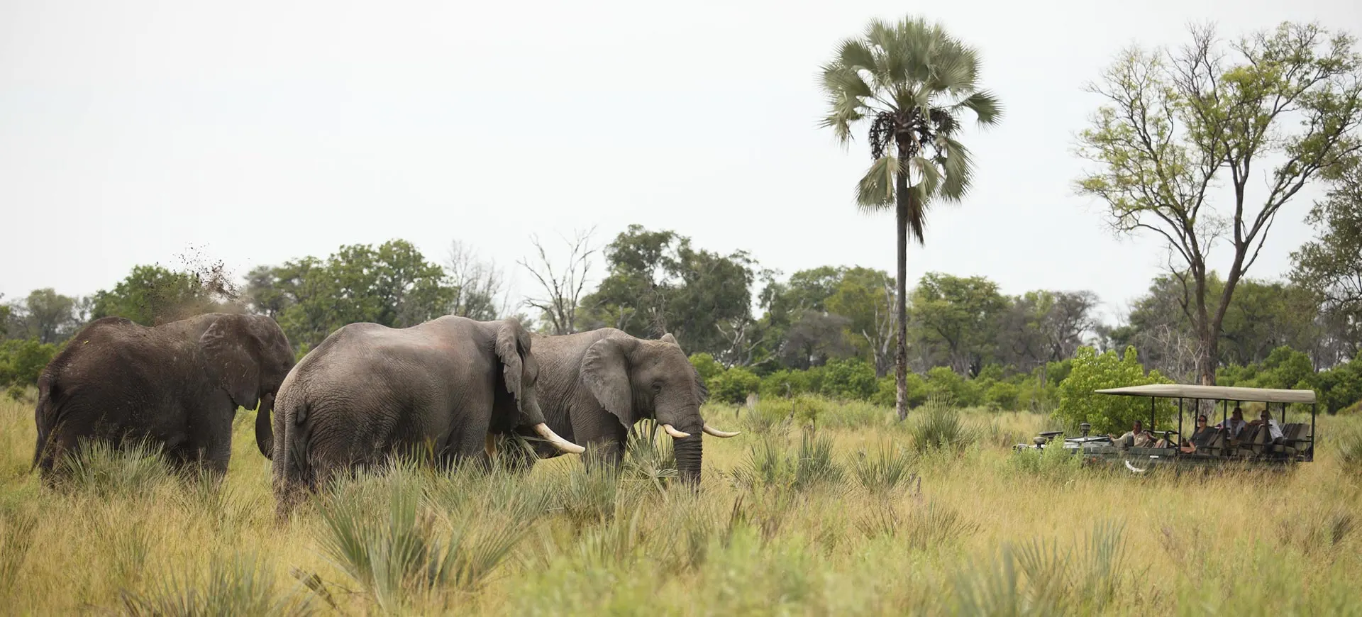 7-day Linyanti price focus across Botswana Guided time in Okavango Delta
