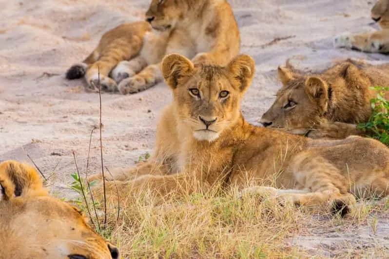 8-day walking safari Matusadona Zimbabwe focus across in Matobo Hills